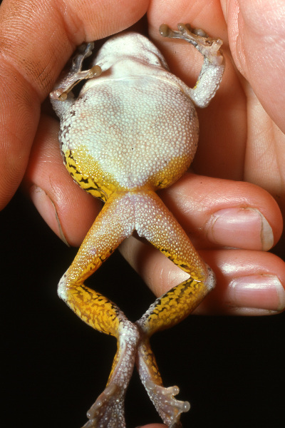 Gray treefrog (Hyla versicolor). Gray treefrog (Hyla versicolor). Credit: Jack Ray